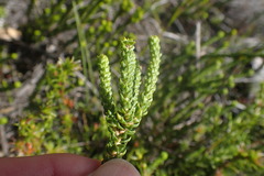 Agathosma scaberula