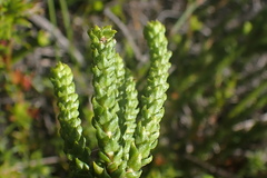 Agathosma scaberula