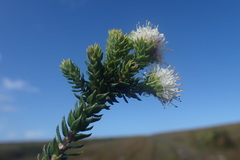 Agathosma scaberula