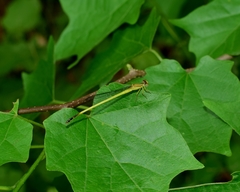 Ceriagrion fallax