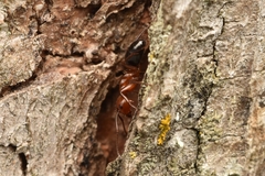 Camponotus discolor