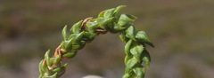 Agathosma scaberula