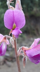 Tephrosia watsoniana
