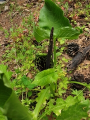 Arum dioscoridis