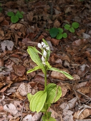 Cephalanthera erecta