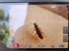 Rhagonycha nigriventris