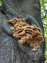 Laetiporus sulphureus