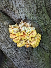 Laetiporus sulphureus