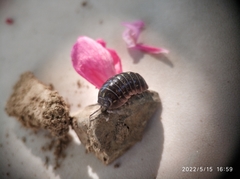 Armadillidium