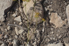 Bupleurum mundii