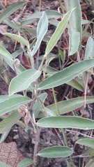 Tephrosia watsoniana