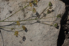 Bupleurum mundii