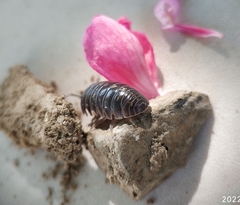 Armadillidium