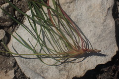 Bupleurum mundii