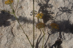 Bupleurum mundii