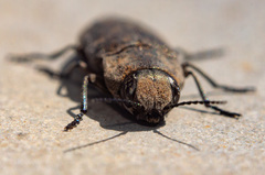 Chrysobothris affinis