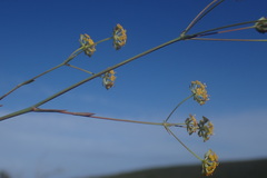 Bupleurum mundii