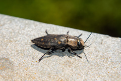 Chrysobothris affinis