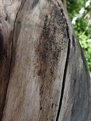 Melanomma pulvis-pyrius