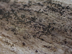 Melanomma pulvis-pyrius