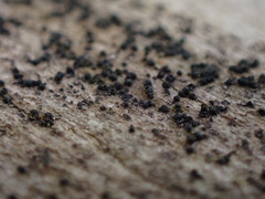 Melanomma pulvis-pyrius
