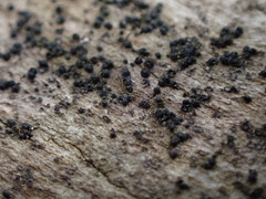 Melanomma pulvis-pyrius