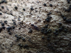 Melanomma pulvis-pyrius