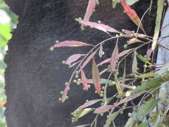Pseudorhipsalis ramulosa
