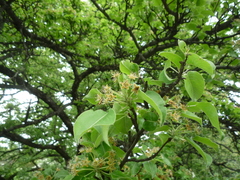 Pyrus communis caucasica