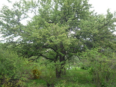 Pyrus communis caucasica