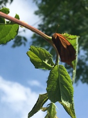 Diacrisia sannio
