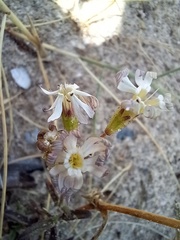 Silene nicaeensis