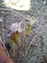 Silene nicaeensis