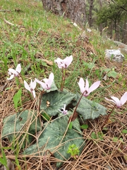 Cyclamen rhodium