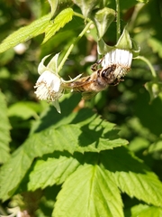 Apis mellifera