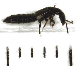 Phacophallus parumpunctatus