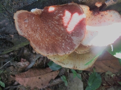 Rhodofomitopsis feei