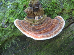 Rhodofomitopsis feei