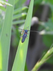 Phytoecia virgula