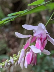 Indigofera venulosa