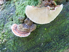 Rhodofomitopsis feei