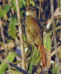 Syndactyla rufosuperciliata