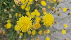 Crepis