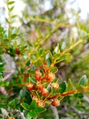 Metrosideros stipularis