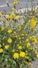 Crepis