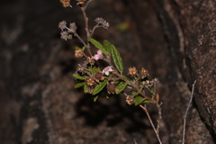 Commersonia breviseta