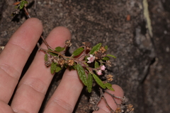 Commersonia breviseta