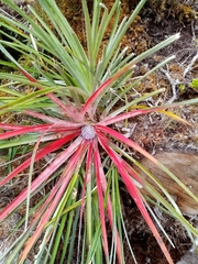 Fascicularia bicolor