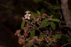 Commersonia breviseta