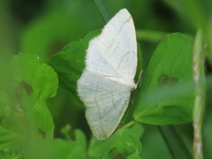 Protitame subalbaria